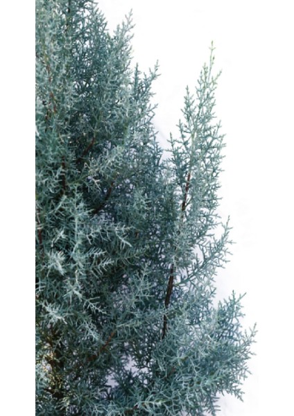 ( 4 Adet ) Tüplü Mavi Servi Çam Ağacı Fidanı 3 Yaş modelleri