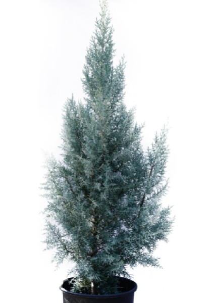 ( 4 Adet ) Tüplü Mavi Servi Çam Ağacı Fidanı 3 Yaş fırsatları