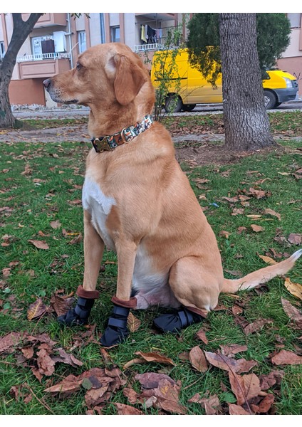 Pawty-C Cırtlı Yumuşak Köpek Ayakkabısı