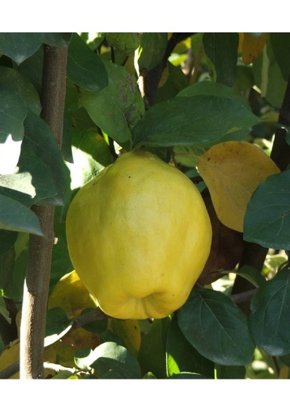 ( 6 Adet ) Aşılı Eşme Ayva Fidanı 3 Yaş modelleri