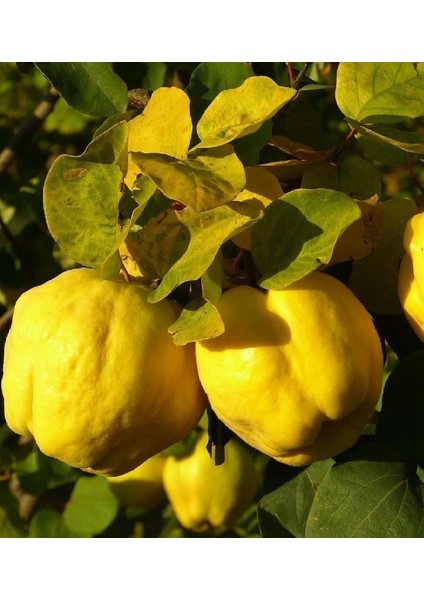 ( 6 Adet ) Aşılı Eşme Ayva Fidanı 3 Yaş fırsatları