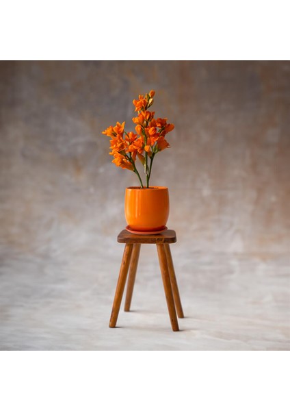 Tabaklı Armut Turuncu Çömlek Saksı 24X20 cm fiyatları