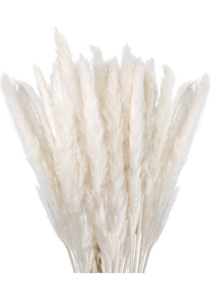 Kurutulmuş Pampas Otu Süsü 30'lu Set, Doğal Kurutulmuş Çiçekler 45 cm Beyaz (Yurt Dışından)