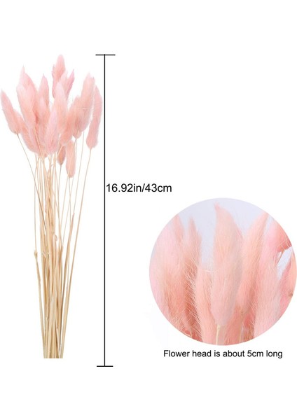 30 Adet Doğal Kurutulmuş Tavşan Çiçeği Kuyruğu Yapay Bitki Buketi Kurutulmuş Pembe (Yurt Dışından) fiyatları