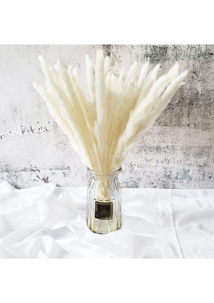 30 Adet Doğal Pampas Çimi, Beyaz (Yurt Dışından)