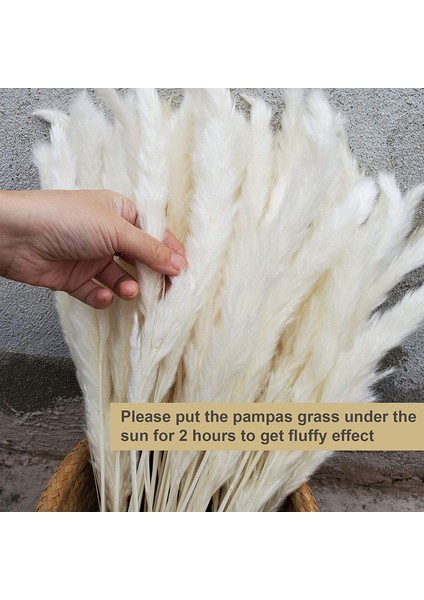 30 Adet Doğal Pampas Çimi, Beyaz (Yurt Dışından) modelleri