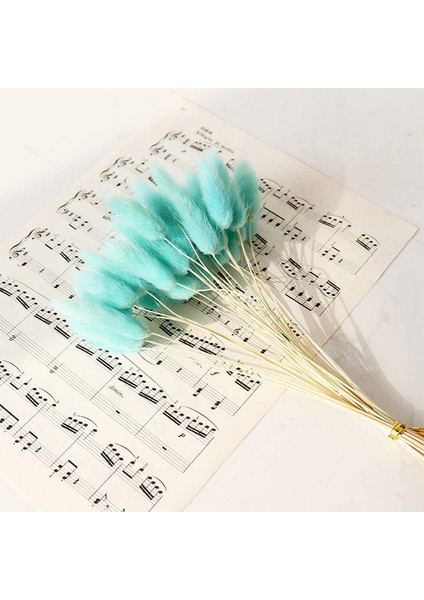 Tavşan Kuyruğu Şeklinde 50 Adet Kuru Çiçekten Oluşan Paket Mavi (Yurt Dışından) indirimleri