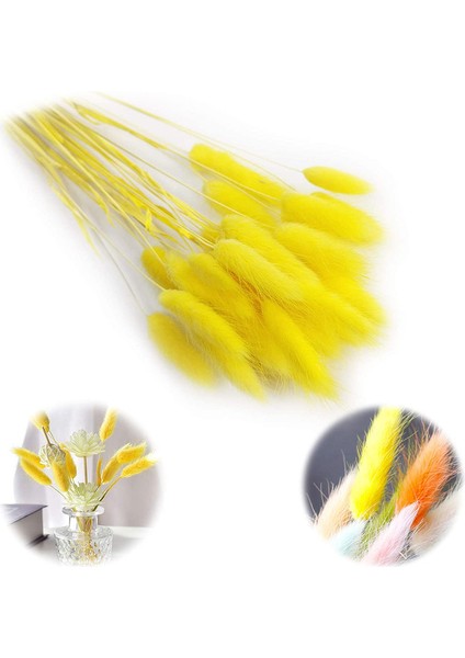 30 Adet Tavşan Kuyruğu Çimi Doğal Kurutulmuş Çiçekler Sarı (Yurt Dışından)
