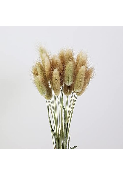 60 Adet Doğal Kurutulmuş Çiçek Kurutulmuş Tavşan Kuyruğu Otu Ana Renk (Yurt Dışından)