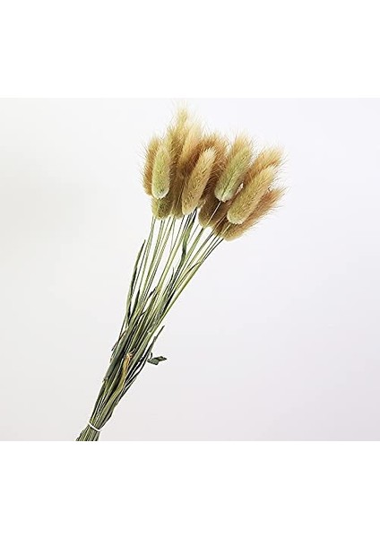 60 Adet Doğal Kurutulmuş Çiçek Kurutulmuş Tavşan Kuyruğu Otu Ana Renk (Yurt Dışından) fiyatları