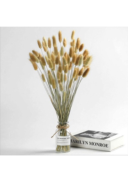 60 Adet Doğal Kurutulmuş Çiçek Kurutulmuş Tavşan Kuyruğu Otu Ana Renk (Yurt Dışından) fırsatları