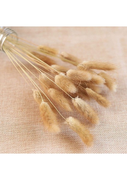 60 Adet Doğal Kurutulmuş Çiçek Kurutulmuş Tavşan Kuyruğu Otu Ana Renk (Yurt Dışından) indirimleri