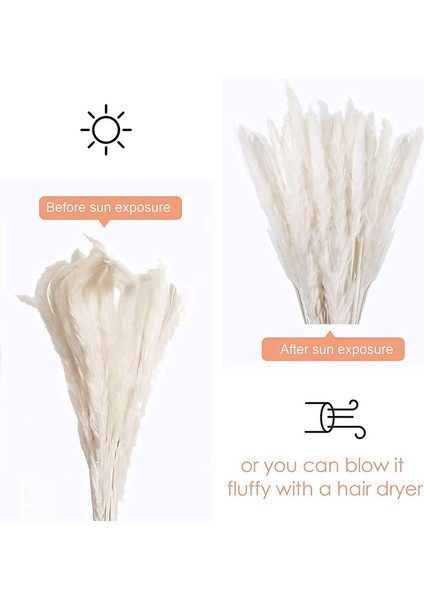 50'li Kurutulmuş Pampas Çimi Seti, Doğal Kurutulmuş Çiçekler（45 Cm） 30 Ana Renk+20 Kremsi Beyaz (Yurt Dışından) modelleri