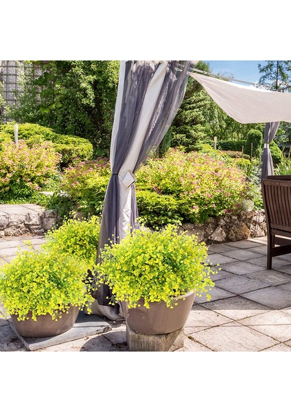 12 Set Yapay Çalı Bitki Çiçeği Sarı (Yurt Dışından) fırsatları