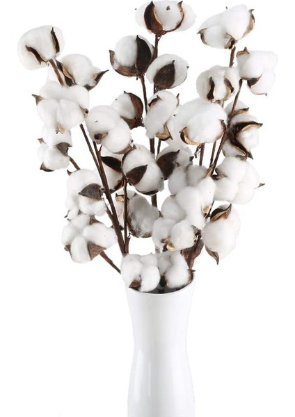 3 Sap 10 Baş Doğal Sahte Bitki Kurutulmuş Pamuk (Yurt Dışından)