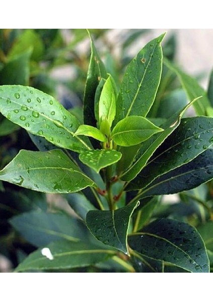 Doğa Fidancılık 2 Adet Defne Ağacı Fidanı 1 Metre