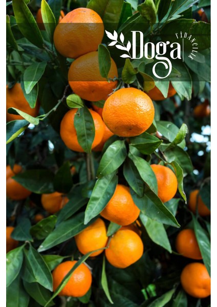 Tüplü Yediveren Mandalina Fidanı 3 Yaş