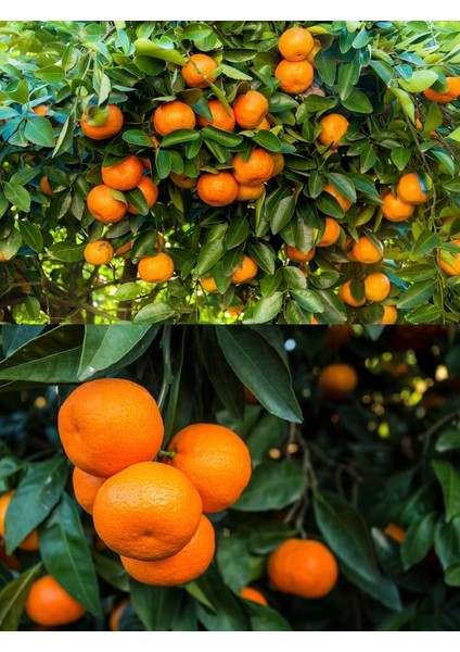 Tüplü Yediveren Mandalina Fidanı 3 Yaş