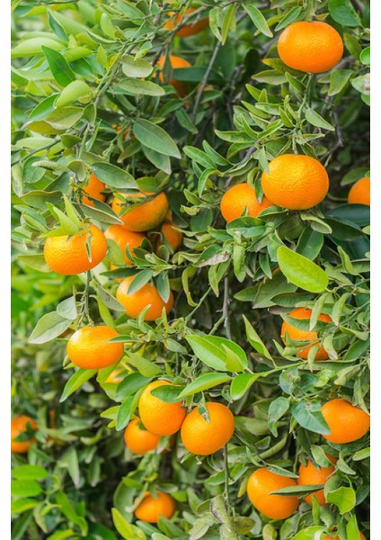 Tüplü Yediveren Mandalina Fidanı 3 Yaş