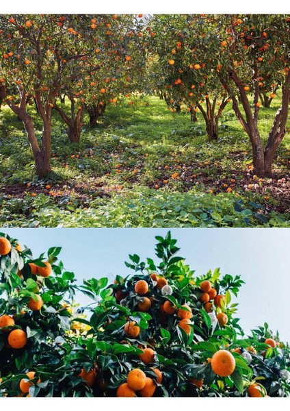 Tüplü Yediveren Mandalina Fidanı 3 Yaş