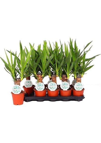 Çelik Yucca 15 - 30 Cm 2 Adet