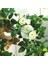 2 Parçalı Yapay Simülasyon Gül Çelenk, 90 Cm, Beyaz (Yurt Dışından) 2