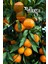 Tüplü Yediveren Mandalina Fidanı 3 Yaş 1