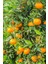 Tüplü Yediveren Mandalina Fidanı 3 Yaş 3