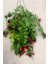 Aeschynanthus Ruj Çiçeği 15 - 30 Cm Askılı Saksıda 1