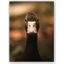 Caka Tablo   Ahşap Tablo Şaşkın Yaban Ördeği