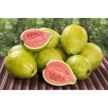 3 YAŞINDA Tüplü Fidan GUAVA FİDANI