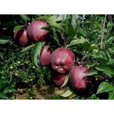 Tüplü Fidan Scarlet Spur Elma Fidnanı