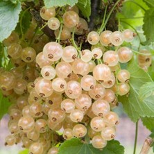 Fidancıyız Tüplü Beyaz Frenk Üzümü Fidanı