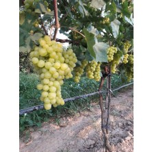 Fidancıyız Tüplü Fidan Çekirdeksiz Erkenci Beyaz Üzüm Fidanı