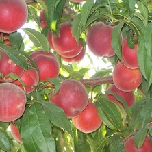 Fidancıyız Tüplü Fidan Transvalia Şeftali Fiadanı