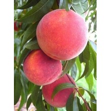 Fidancıyız Tüplü Fidan Creshaven Şeftali Fidanı