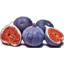 Fidancıyız Tüplü Fidan Bursa Siyahı Incir Fidanı