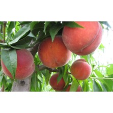 Fidancıyız Tüplü Fidan Francoise (Fransuva) Şeftali Fidanı