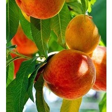 Fidancıyız Tüplü Fidan Hale Şeftali Fidanı