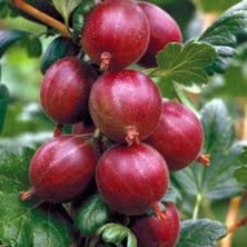 Fidancıyız Tüplü Fidan Kırmızı Bektaşi Üzümü (50CM)