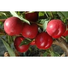 Fidancıyız Tüplü Fidan Erkenci Nektarin Fidanı