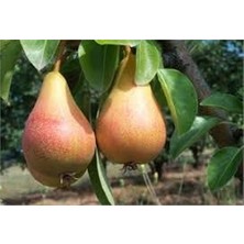 Fidancıyız Tüplü Fidan Etruşka Armut Fidanı