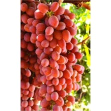 Fidancıyız Açık Köklü Crimson Seedles Üzüm Fidanı