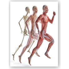 Caka Tablo   Ahşap Tablo Çalışan erkek anatomisi