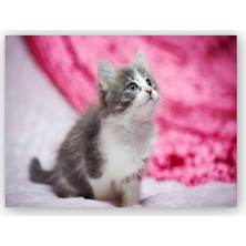 Caka Tablo   Ahşap Tablo Gri Beyaz Yavru Kedi