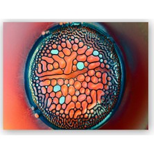 Caka Tablo   Ahşap Tablo Hücre Sıvıları ve Nesneleri Makro