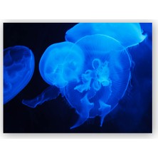 Caka Tablo   Ahşap Tablo Mavi Denizanaları