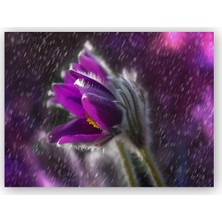 Caka Tablo   Ahşap Tablo Mor Papatya Yağmur Damlaları ve Güneş Işığı