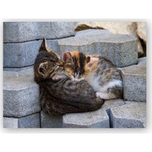 Caka Tablo   Ahşap Tablo Sarılıp Uyuyan Yavru Kediler