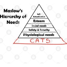 Fizello Maslow'S Hierarchy Of Cats Kupa Bardak